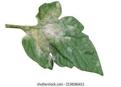 Fungal plant disease Powdery Mildew on a tomato leaf. White plaque on the leaf. Infected plant displays white powdery spots on the leaf. Close up. Isolated on white.