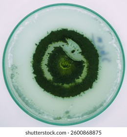 Fungal structures of Trichoderma spp., spores and hyphae are observed colonizing the boxes at close range, using a macro lens to improve image definition.