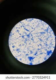 Fungal Structures under Microscope Hyphae acremonium