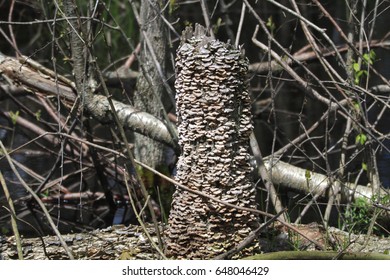 Fungi