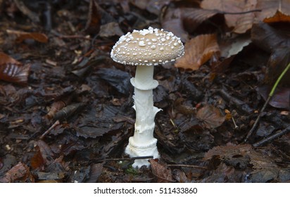 Fungi - Amanita Pantherina