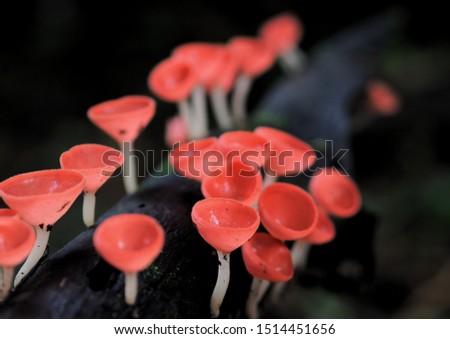 Fungi cup red Mushroom Champagne Cup orpink burn cup,(Pyronemataceae),Found in the rain forests of central Thailand,Mushrooms  fungi cup ( Cookeina sulcipes ) on decay wood, in the rain forest,