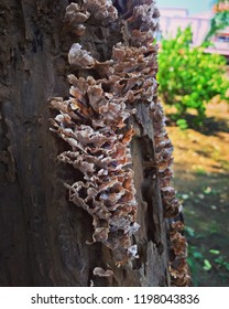 A Fungi- Ganoderma