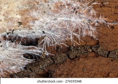 Fungi Mycelium On Wood