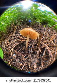 Fungi At The National Park 