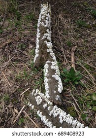 Fungi on a fallen tree