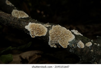 Fungi On A Fallen Tree Branch In A Forest. 