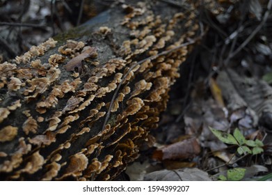 Fungi on tree in South Carolina