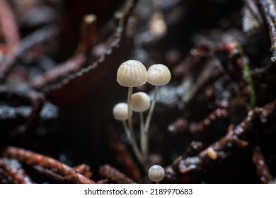 Fungi In The Riparian Zone Of Baja California