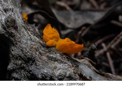 Fungi In The Riparian Zone Of Baja California