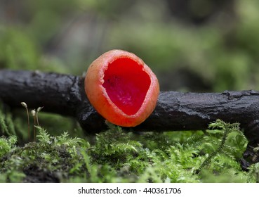 Fungi - Scarlet Elf Cup