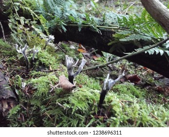 Fungi Of Scotland Candle Snuff Xylaria Hypoxylon