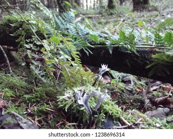 Fungi Of Scotland Candle Snuff Xylaria Hypoxylon