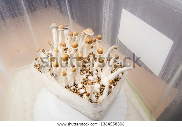 Fungi Shot Psylocibin Hallucinogen Mushrooms Growing Stock Photo Edit Now 1364558306