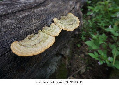 Fungi are small organisms, generally microscopic, eukaryotic, in the form of filaments, branched, produce spores, do not have chlorophyll, and have cell walls that contain chitin, cellulose or both.