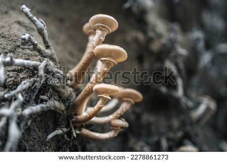 Fungi that grow in soil where there are rotten tree roots
