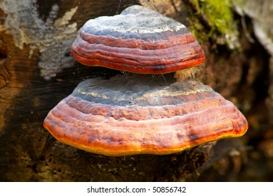 Fungi a tinder