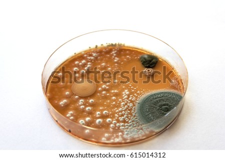 Fungi and yeast on an orange Petris dish (Aspergillus, Saccharomyces cerevisiae, and unknown contamination)
