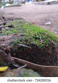 fungii