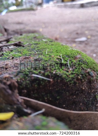 fungii