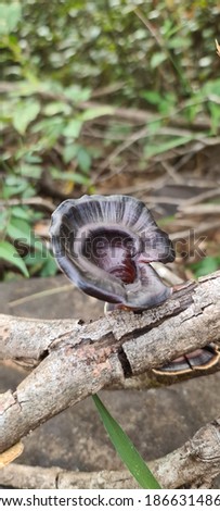 fungii black mushroom in wildlife 