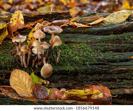 Fungii on a fallen moss covered log framed by fallen autumn leaves