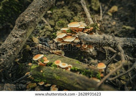 fungii on the groung at cwntral sulawesi
