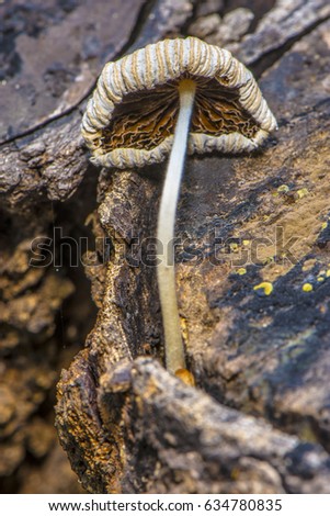 Fungu timber macro 