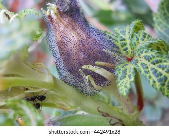 fungus