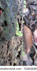 Fungus