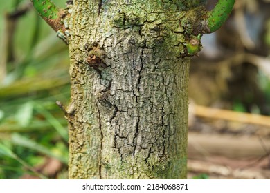 Fungus In The Avocado Tree,plant Disease, Avocado Root Rot.