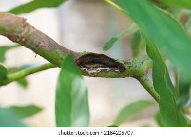 Fungus In The Avocado Tree,plant Disease, Avocado Root Rot.