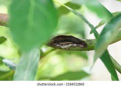 Fungus In The Avocado Tree,plant Disease, Avocado Root Rot.