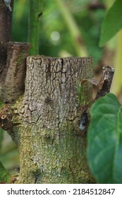 Fungus In The Avocado Tree,plant Disease, Avocado Root Rot.