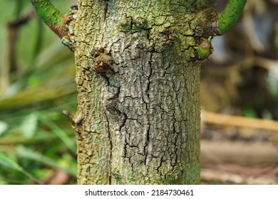 Fungus In The Avocado Tree,plant Disease, Avocado Root Rot.