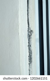 Fungus Black Mold On White Aluminum Window Sill 