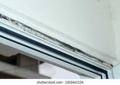 Imagenes Fotos De Stock Y Vectores Sobre Mold Fungus On The