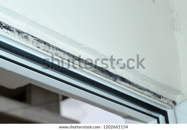 Fungus Black Mold White Window Sill Stock Photo Edit Now 1202661154