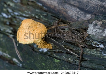 Fungus close-up  growing outdoors uncultivated in autumn
