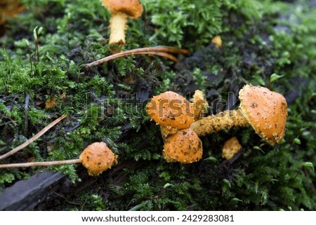 Fungus close-up  growing outdoors uncultivated in autumn