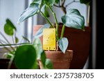 Fungus gnats stuck on yellow sticky trap closeup. Non-toxic flypaper for Sciaridae insect pests around potted Philodendron houseplant on windowsill at home. Eco plant pest control indoor. 