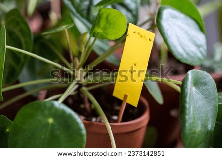 Fungus gnats stuck on yellow sticky trap closeup. Non-toxic flypaper for Sciaridae insect pests around Pilea peperomioides houseplant at home garden. Eco plant pest control indoor.  [[stock_photo]] © 