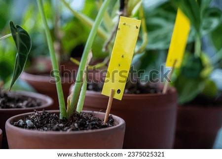 Fungus gnats stuck on yellow sticky trap closeup. Non-toxic flypaper for Sciaridae insect pests around Alocasia houseplant at home garden. Eco plant pest control indoor. 
