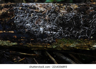 Fungus Growing On A Fallen Tree Branch In A Forest