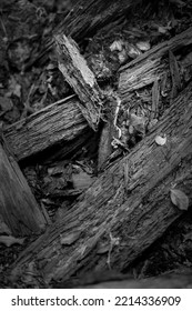 Fungus Growing On A Fallen Tree Branch In A Forest