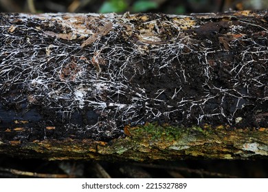 Fungus Growing On A Fallen Tree Branch In A Forest