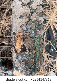 Fungus grows on a decomposing tree branch. Indiana.