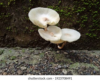 Fungus Grows In Unexpected Places