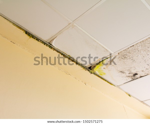 Fungus Gypsum Ceiling Interior Building Damaged Stock Photo Edit