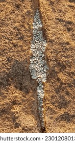 Fungus lizard in a rock crack